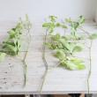 【直前】レア品!枝もの　ムベ(アケビ科のつる植物)葉付き　約70cm