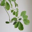 【直前】レア品!枝もの　ムベ(アケビ科のつる植物)葉付き　約70cm