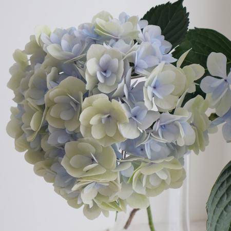 08直前FJ】アジサイ A.ノーブリアブルー(水色)さかもと園芸【FJ】Φ約
