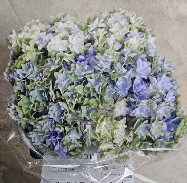 生花】アジサイ A.けいこブルー さかもと園芸【FJ】φ13cm程度 - 花材