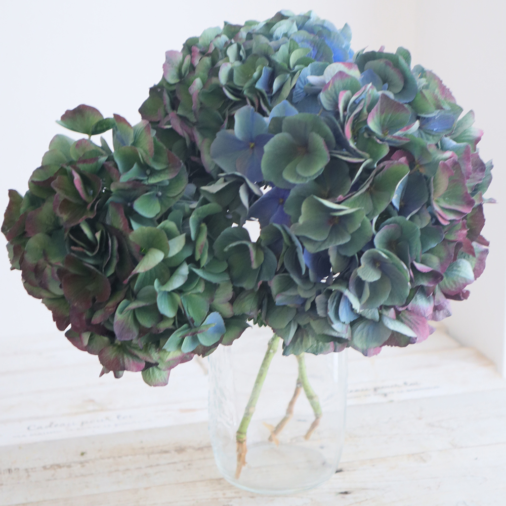 8㎝ CD　花*花　アドバイザー 見本品 入手困難　希少 クソレア 生花】アジサイ A.ブルーアース さかもと園芸【FJ】φ13cm程度 - 花材