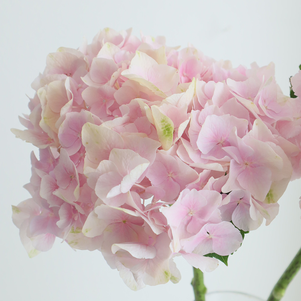 生花】アジサイ ベレナ(ライトピンク)佐藤バラ園【FJ】 - 花材通販は