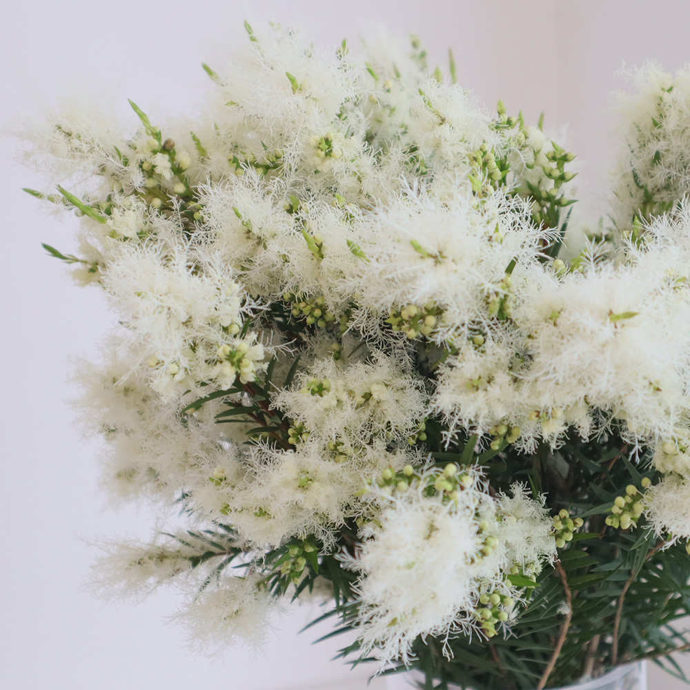 08直前FJ】メラレウカ リナリイフォリア(花) 40cm【FJ】 - 花材通販は