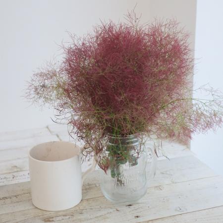 スモークツリー(煙の木)|生花 枝物 通販 - はなどんやアソシエ