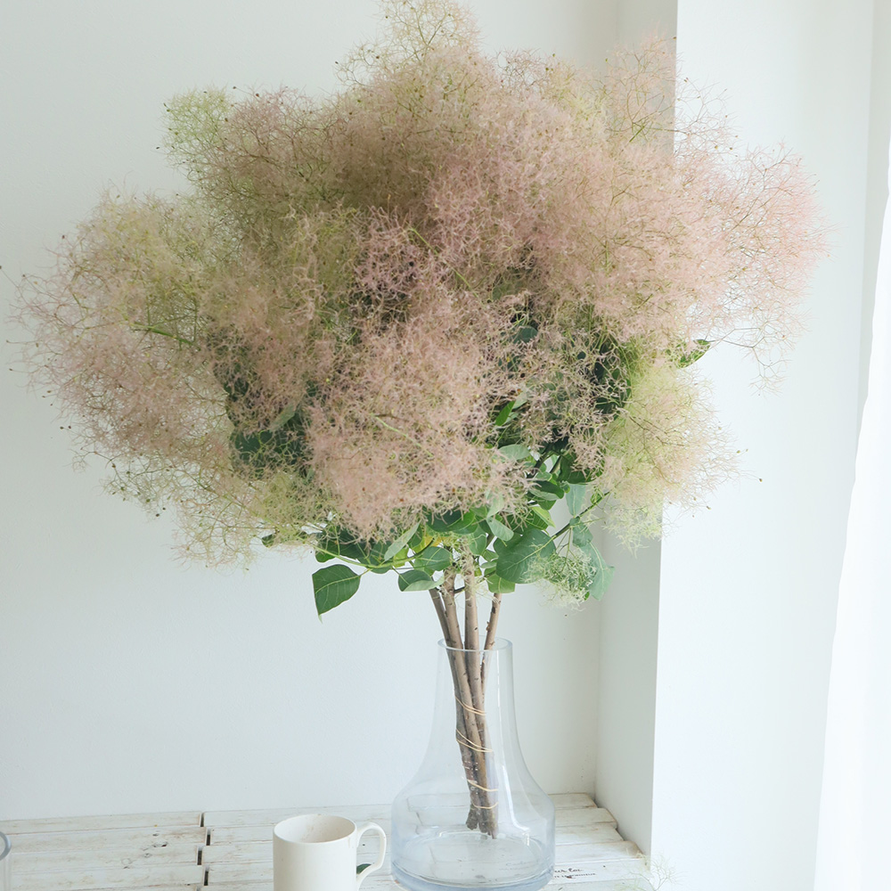 直前】【生花】<約100cm> スモークツリー パールファー JAさがえ - 花