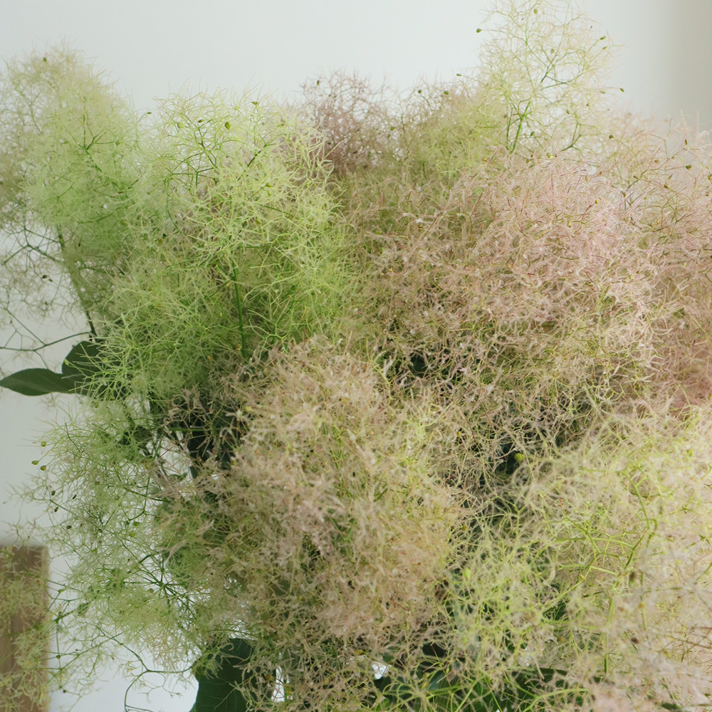 直前】【生花】<約100cm> スモークツリー パールファー JAさがえ - 花