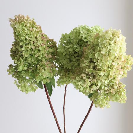 生花】アジサイ パニキュラータ秋色G/P 90CM 大 榎本バラ園 - 花材通販