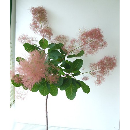 生花】スモークツリー ファー2レッド 80cm(みなみ信州) - 花材