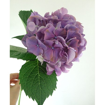 生花】青木園芸さんのアジサイ ピンク・フレッシュ グローイング