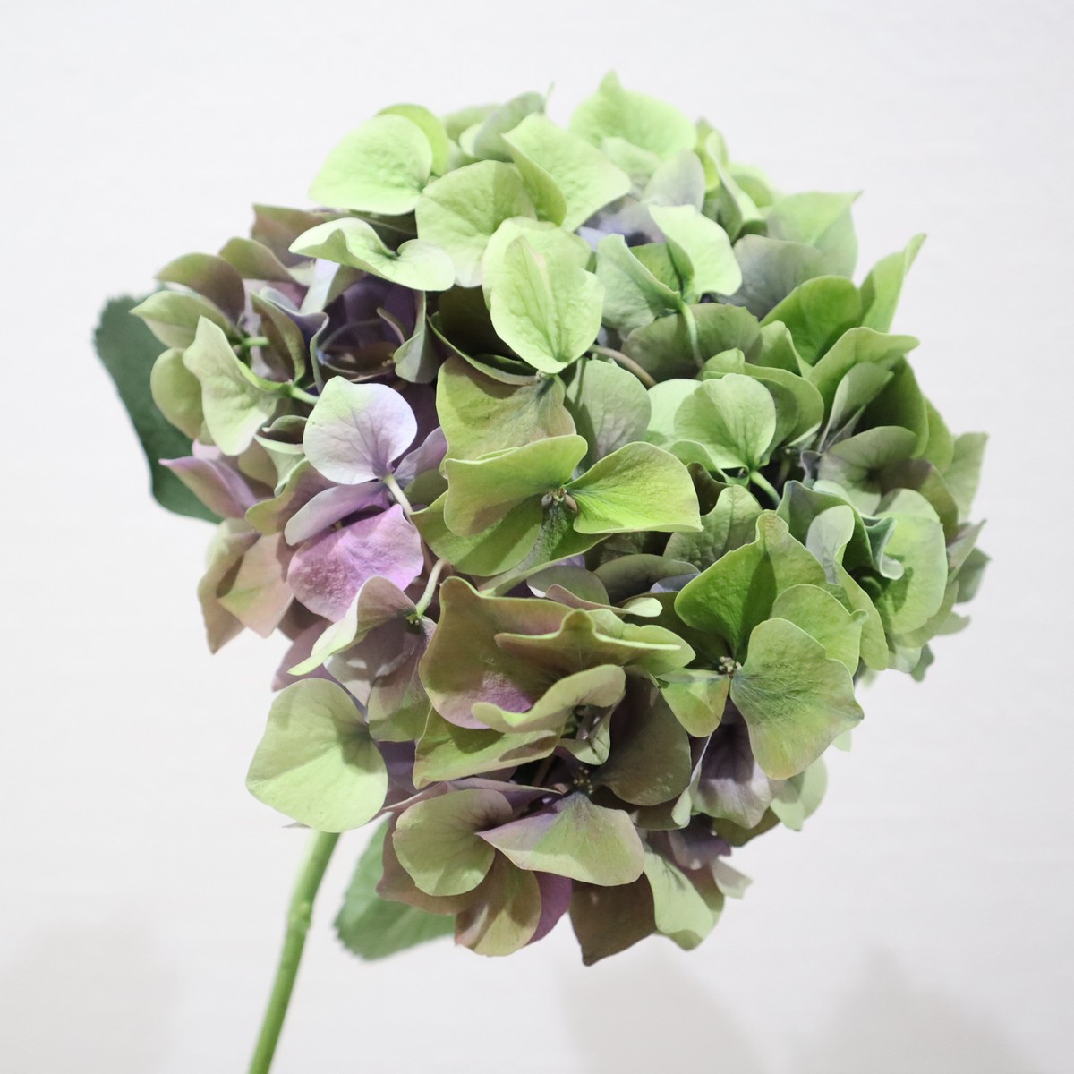 希少 ウォールサイン木製ヴィンテージ青果店 バスケット 果物 野菜 花 立体的 Amazon.co.jp: NEW KAWAII/フルーツバスケット (櫻井優衣盤