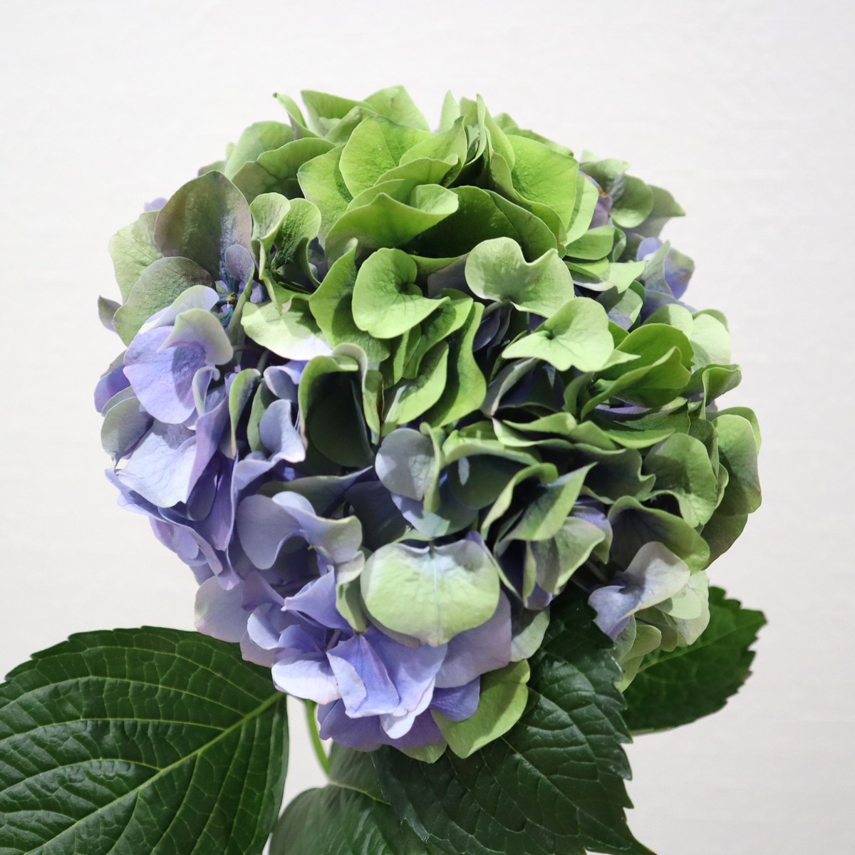 生花】青木園芸さんのグローイングアルプス アンティーク