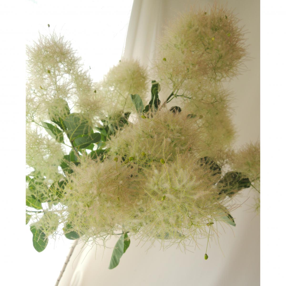 直前】スモークツリー(グリーン〜白系) 100cm程度 ピーチファーなど