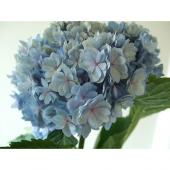 8㎝ CD　花*花　アドバイザー 見本品 入手困難　希少 クソレア 生花】八重咲きアジサイ ユーアンドミー(フレッシュブルー) - 花材通販