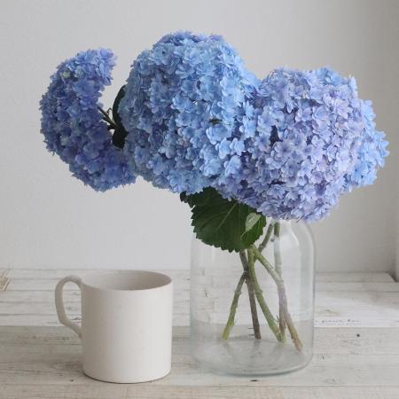 【08直前】八重アジサイ ユーアンドミーなど(水色系)【生花】