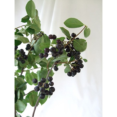 生花 星野さんのアロニア チョコベリー 60cm 通販 はなどんやアソシエ 生花 星野さんのアロニア チョコベリー 60cm 通販 はなどんやアソシエ