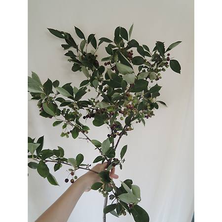 生花 星野さんのアロニア チョコベリー 60cm 通販 はなどんやアソシエ 生花 星野さんのアロニア チョコベリー 60cm 通販 はなどんやアソシエ