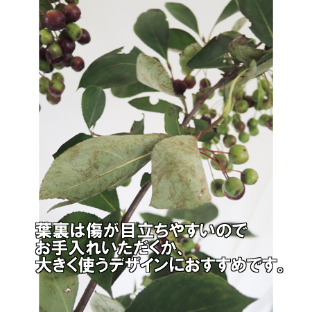 生花 星野さんのアロニア チョコベリー 60cm 通販 はなどんやアソシエ 生花 星野さんのアロニア チョコベリー 60cm 通販 はなどんやアソシエ