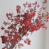 ※販売期間外※【08直前!!!】アロニア(赤実付き枝もの)90cm程度埼玉県ほか