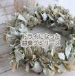 【生花】銀葉グミ(40cm前後)　武笠農園　【FJ】