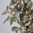 【直前!!!】小葉タイプ　銀葉グミ(40cm前後) 【生花】