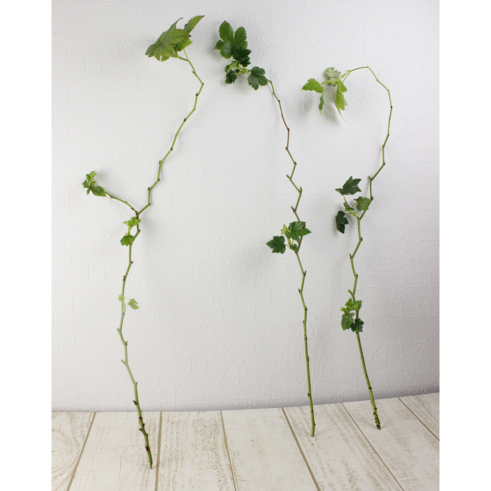 生花 木苺 ベビーハンズ 50 60センチ程度 入荷時期により状態異なる 通販 はなどんやアソシエ 生花 木苺 ベビーハンズ 50 60センチ程度 入荷時期により状態異なる 通販 はなどんやアソシエ