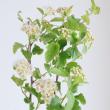 【08直前!!!SE】フィソカルパス(キバデマリ)花つき　100cm程度【生花】
