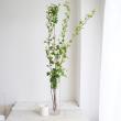 【08直前!!!SE】フィソカルパス(キバデマリ)花つき　100cm程度【生花】