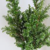 生花】伽羅木(キャラボク)80-100cm程度 大佐和花き園【早締切-74