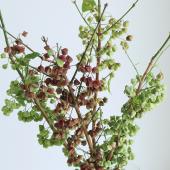 08直前!】マユミ 枝もの60cm程度 山形県作矢沢【生花】 - 花材通販は