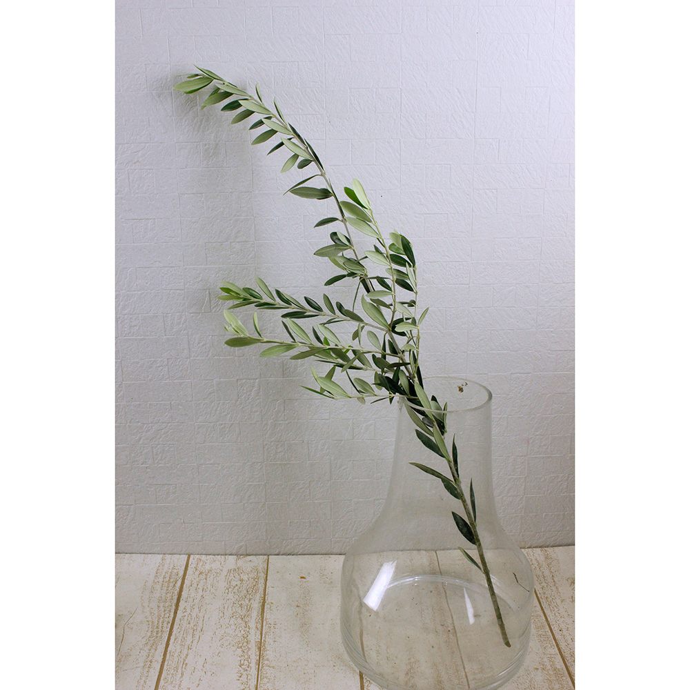 直前 オリーブの枝 60 70 中ノ庄農園 生花 通販 はなどんやアソシエ 直前 オリーブの枝 60 70 中ノ庄農園 生花 通販 はなどんやアソシエ