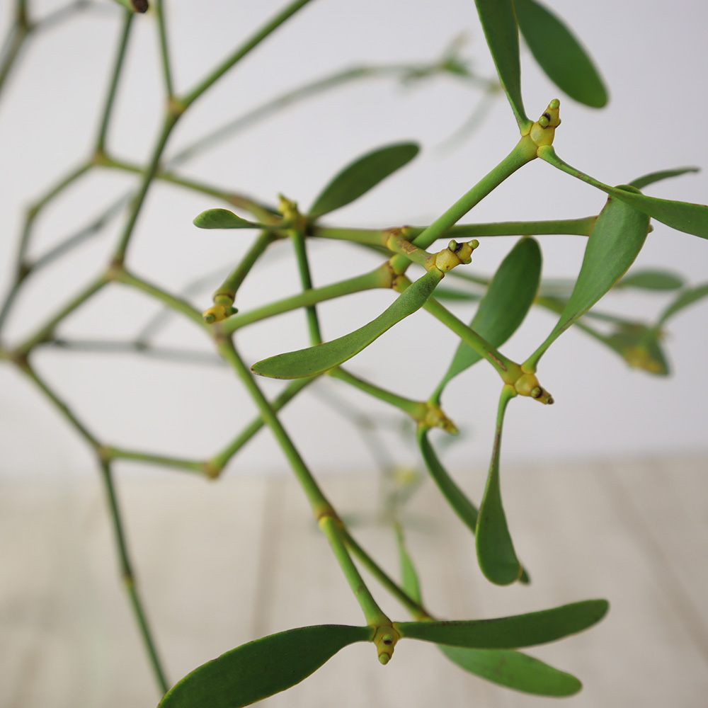 08直前 ヤドリギ 実つき つまみ束 L 2l 束約10本 購入前に商品説明をお読み下さい 通販 はなどんやアソシエ 08直前 ヤドリギ 実つき つまみ束 L 2l 束約10本 購入前に商品説明をお読み下さい 通販 はなどんやアソシエ