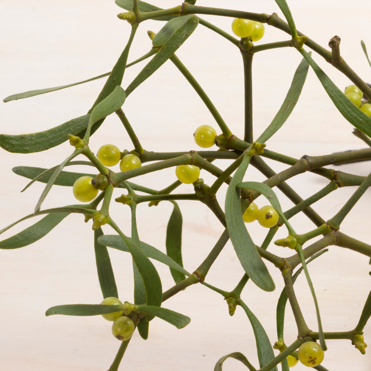 直前 ヤドリギ 実つき つまみ 3l 約5本 必ず商品説明をお読み下さい 通販 はなどんやアソシエ 直前 ヤドリギ 実つき つまみ 3l 約5本 必ず商品説明をお読み下さい 通販 はなどんやアソシエ