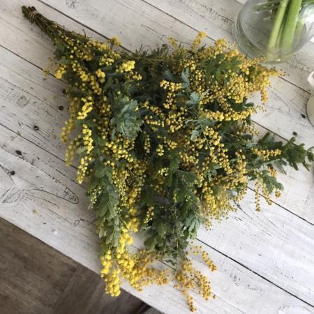 【直前】銀葉ミモザアカシア　4-50cm【生花】※蕾多めです(写真現物です)