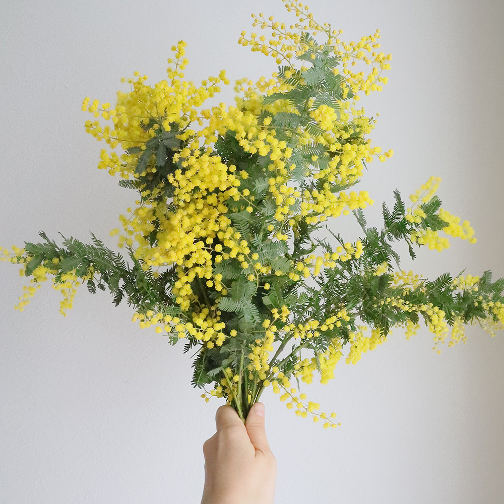 直前 長作園さんの銀葉ミモザアカシア 50cm 生花 通販 はなどんやアソシエ