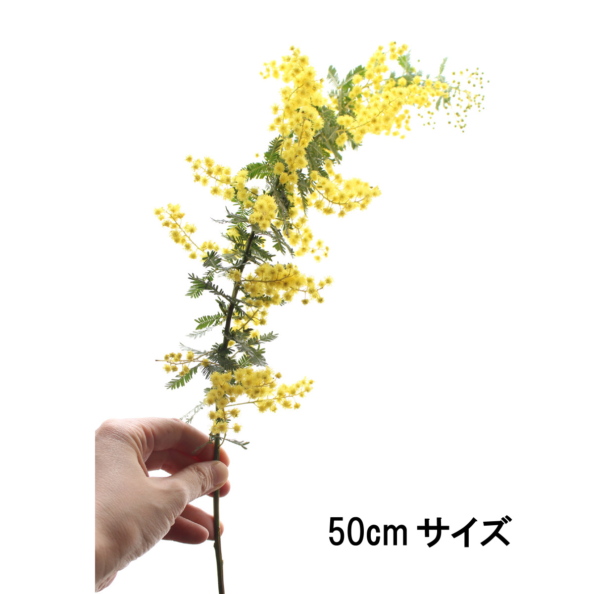 直前 長作園の銀葉ミモザアカシア 60cm 生花 通販 はなどんやアソシエ 直前 長作園の銀葉ミモザアカシア 60cm 生花 通販 はなどんやアソシエ