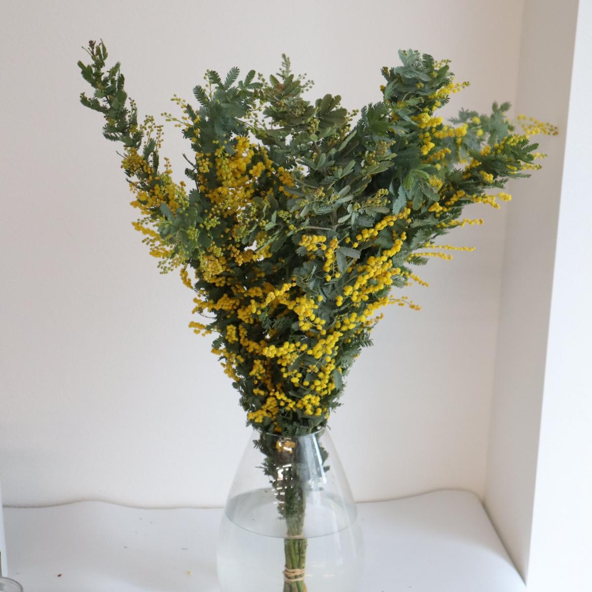直前!】三ヶ日の銀葉ミモザアカシア(80cm〜)※花蕾付き【生花