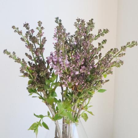 【生花】国産ライラック(ピンク〜パープル系)アレンジサイズ50cm程度　JA須高