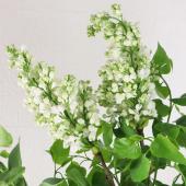 08直前!】国産ライラック(ホワイト)70cm程度 長野県【生花】 - 花材