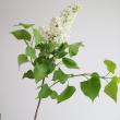 【08直前!】国産ライラック(ホワイト)70cm程度　長野県【生花】