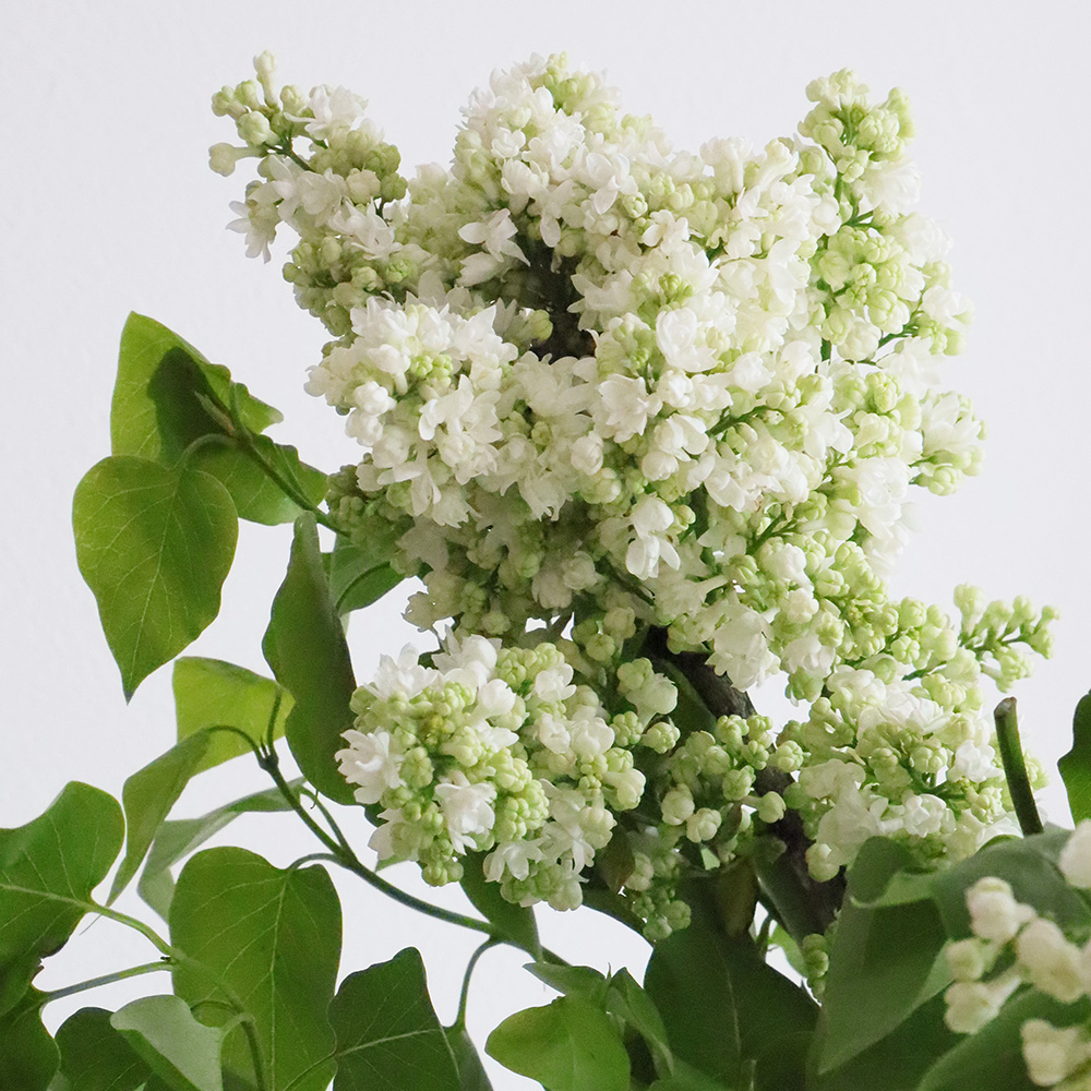 08直前!】国産ライラック(ホワイト)70cm程度 長野県【生花】 - 花材