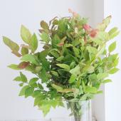 ※販売期間外※【生花】夏ハゼ（ごんすけ）　50-60ｃｍ程度　【FJ】みなみ信州ほか