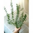 【直前!】ユーカリ　アップルユーカリ(50cm)