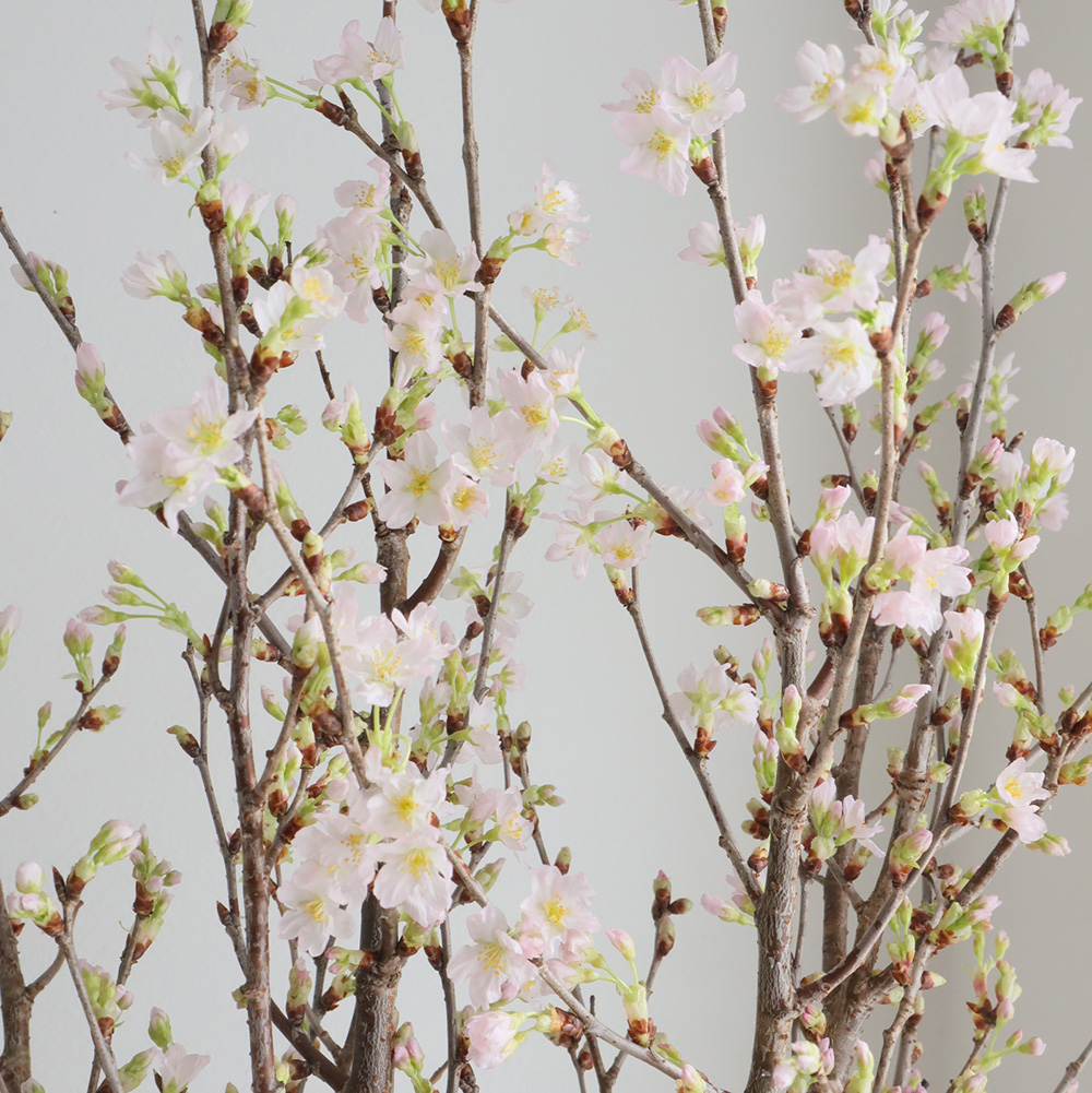 直前 届日限定 開花調整のすぐ咲く桜の枝 1束約4本入り 生花 通販 はなどんやアソシエ 直前 届日限定 開花調整のすぐ咲く桜の枝 1束約4本入り 生花 通販 はなどんやアソシエ
