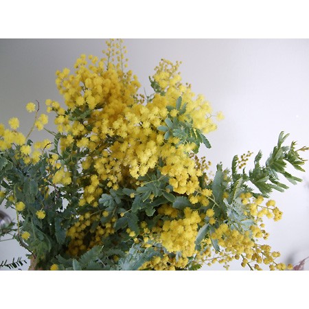 【直前】ミモザアカシア(品種おまかせ)束単位　束約3〜5本、30-50cm 【生花】