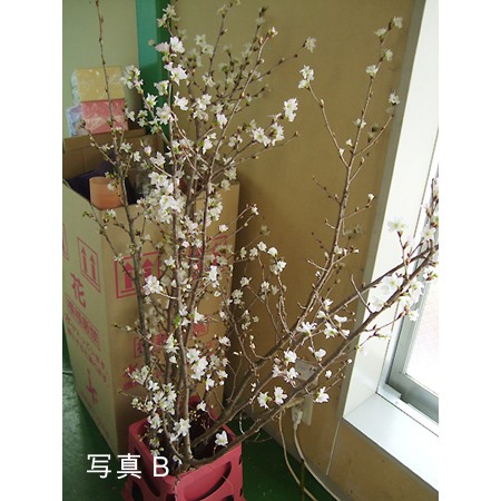 直前!!】啓翁桜(束4-5本程度):: - 花材通販はなどんやアソシエ