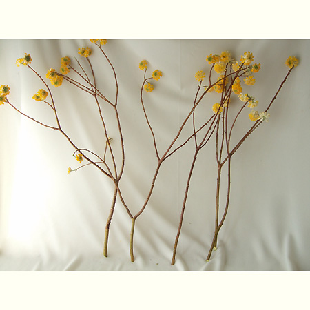 生花 期間限定 長作園のミツマタ 黄花 50 60センチ程度 通販 はなどんやアソシエ