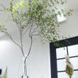 【来店限定】【直前】ドウダンツツジ 1.5M(配送不可・ご来店引き取りのみ)