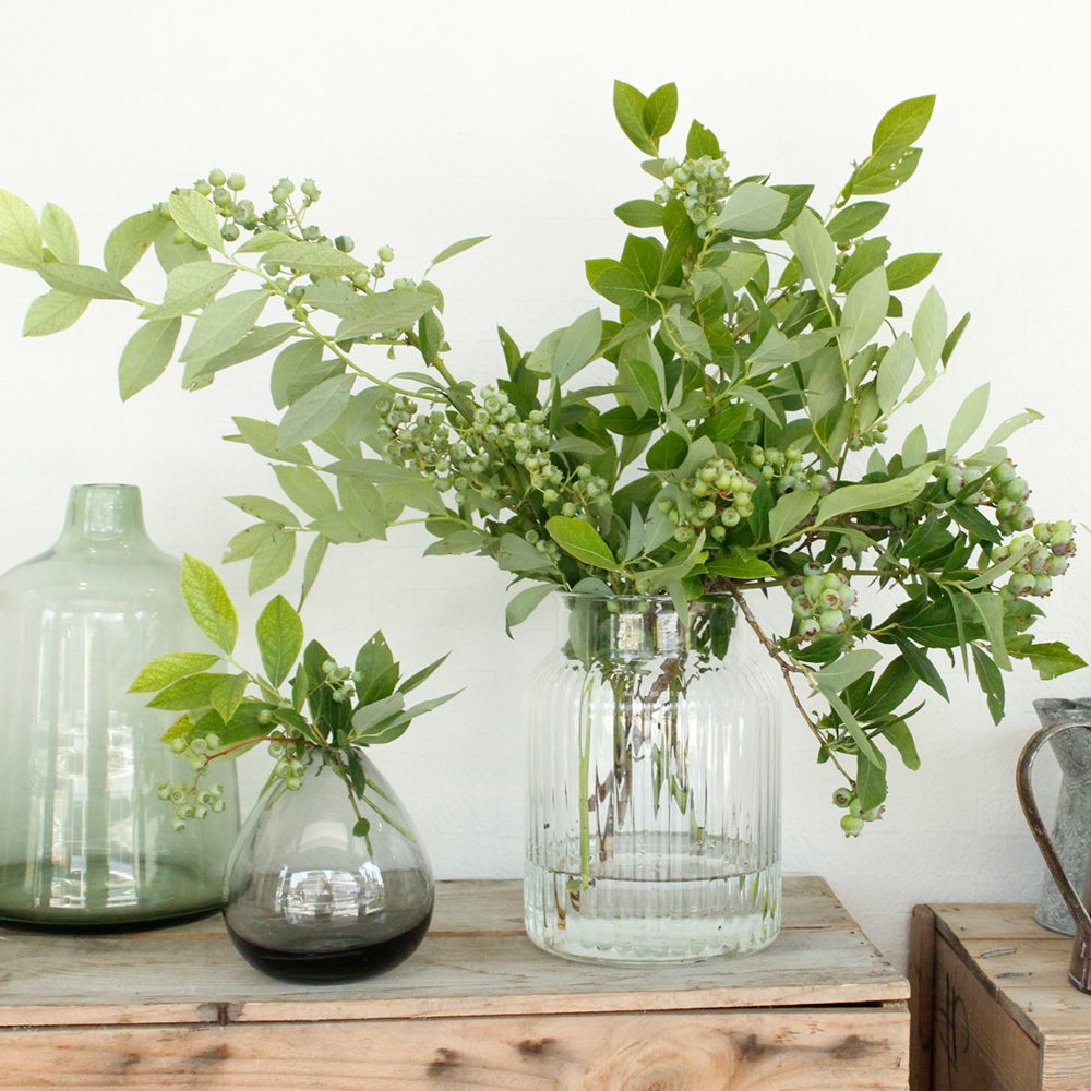 生花 ブルーベリー 50cm程度 しきしま赤城 Ot 通販 はなどんやアソシエ 生花 ブルーベリー 50cm程度 しきしま赤城 Ot 通販 はなどんやアソシエ