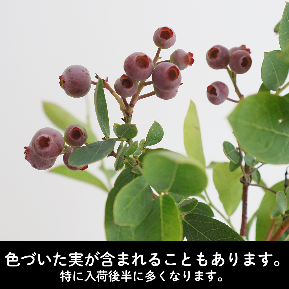 直前 ブルーベリー 50cm程度 しきしま赤城 生花 通販 はなどんやアソシエ