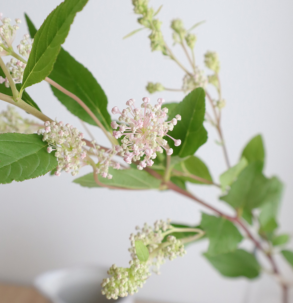 生花 カリフォルニアライラック マリーサイモン ピンク花つき 40 50cm程度 Jaみなみ信州 Ot 通販 はなどんやアソシエ 生花 カリフォルニアライラック マリーサイモン ピンク花つき 40 50cm程度 Jaみなみ信州 Ot 通販 はなどんやアソシエ